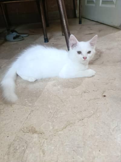 Persian Male kitten very cute 