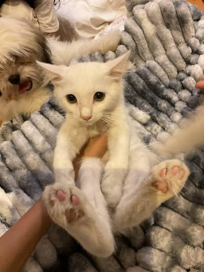 5 persian dollface kittens (pure) located in Lahore