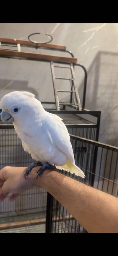 African grey and ducrop cockatoo