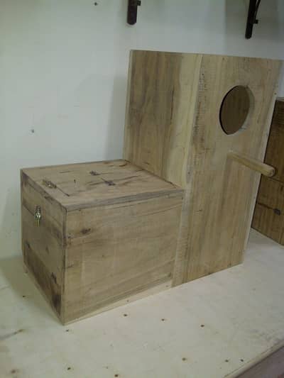 gray parrot+Alexander (L)box