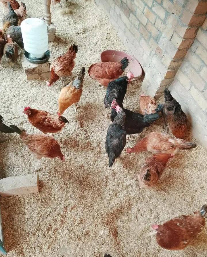 Misri Eggs 2