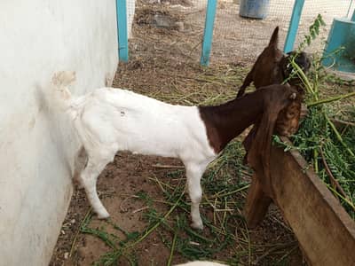 Pateri gulabi teddey goat male female bachay available