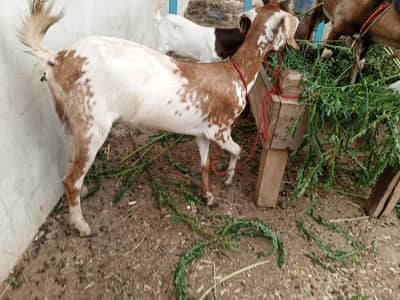 Pateri gulabi teddey goat male female bachay available