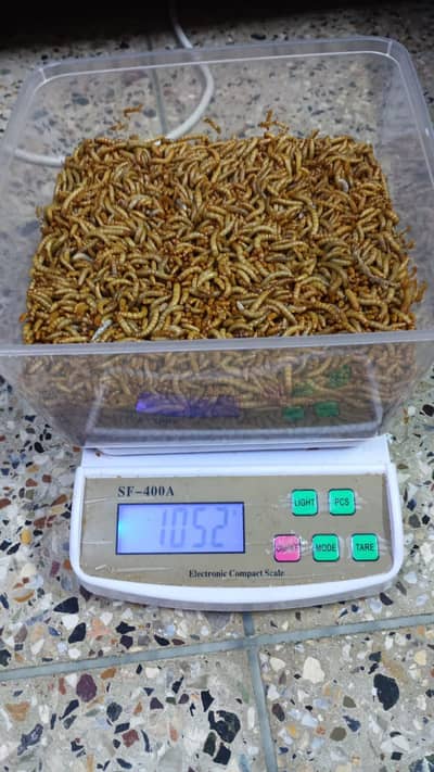 Mealworms