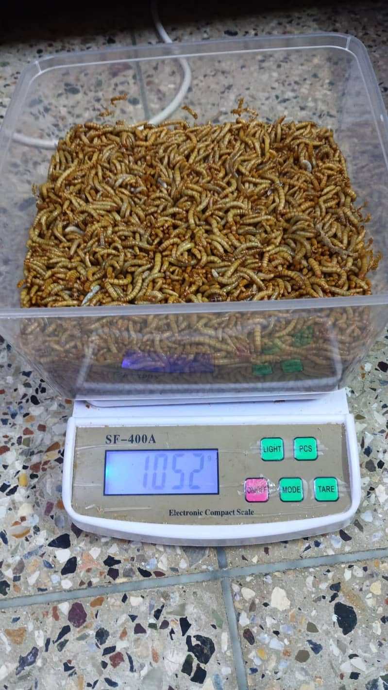Mealworms 0