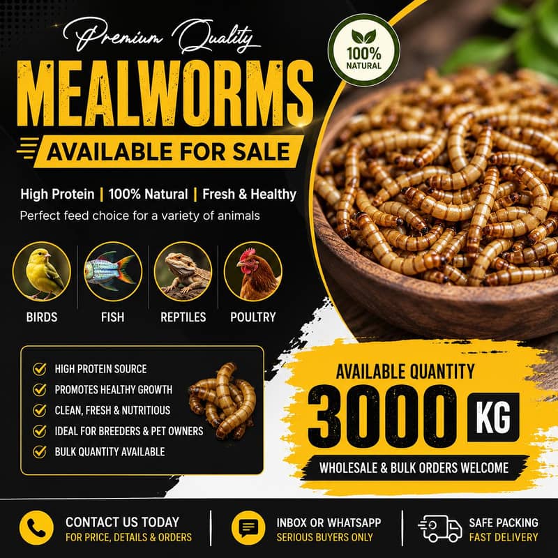 Mealworms 1