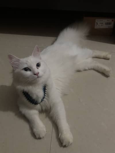 Persian female cat