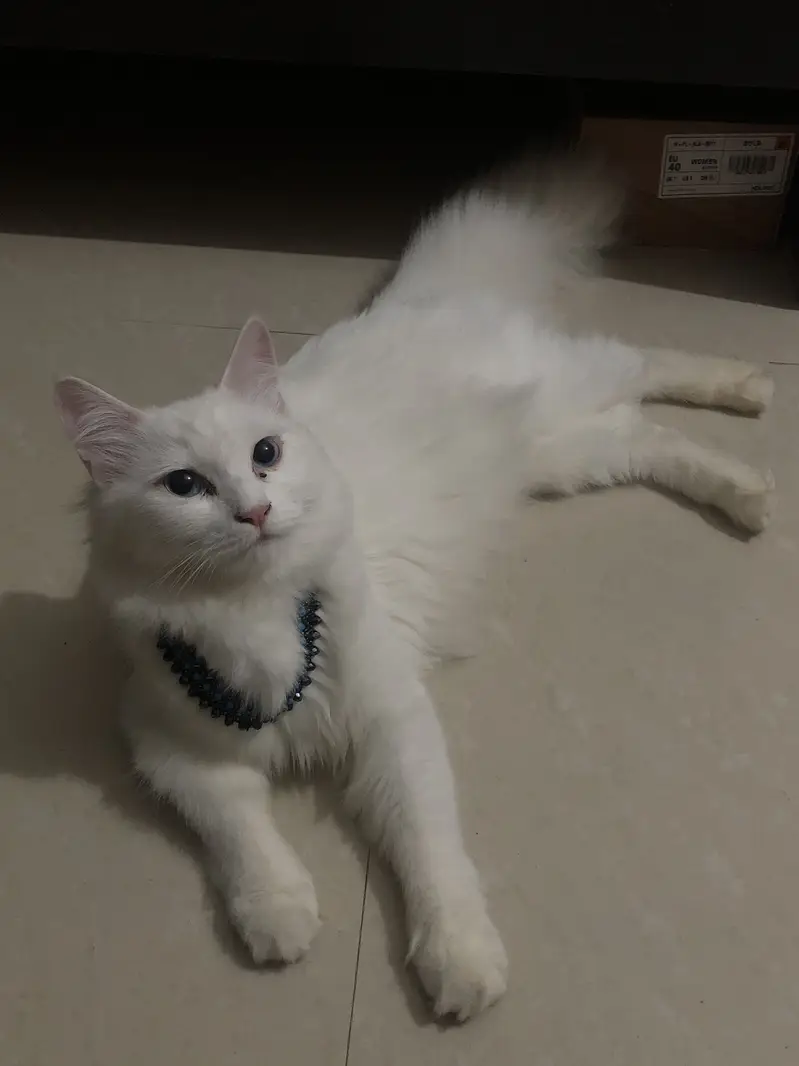 Persian female cat