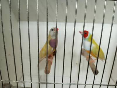 Exotics Finches