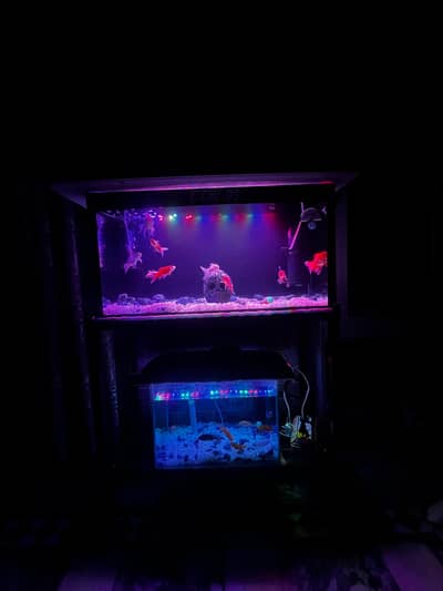 Aquarium