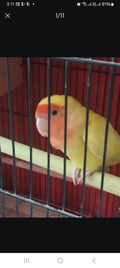 love birds pair 03462254952