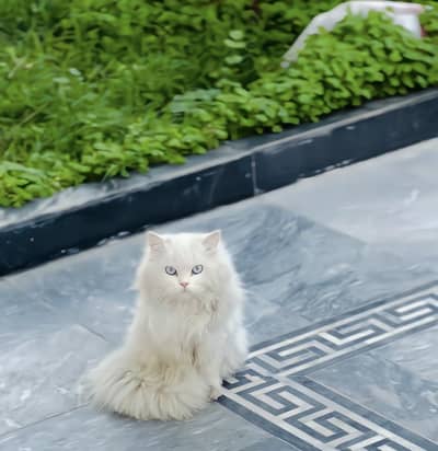 pershoin cat female for sell 4moths triple coat