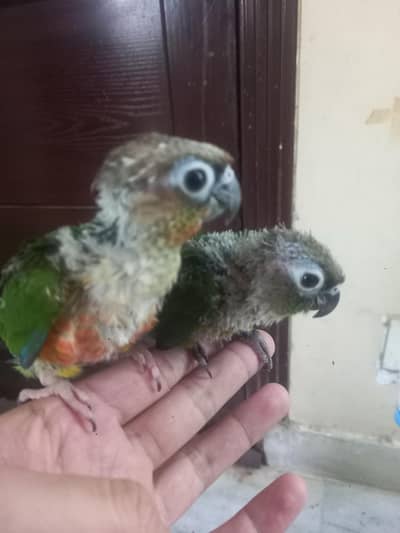 hand tammed conure parrots babe available