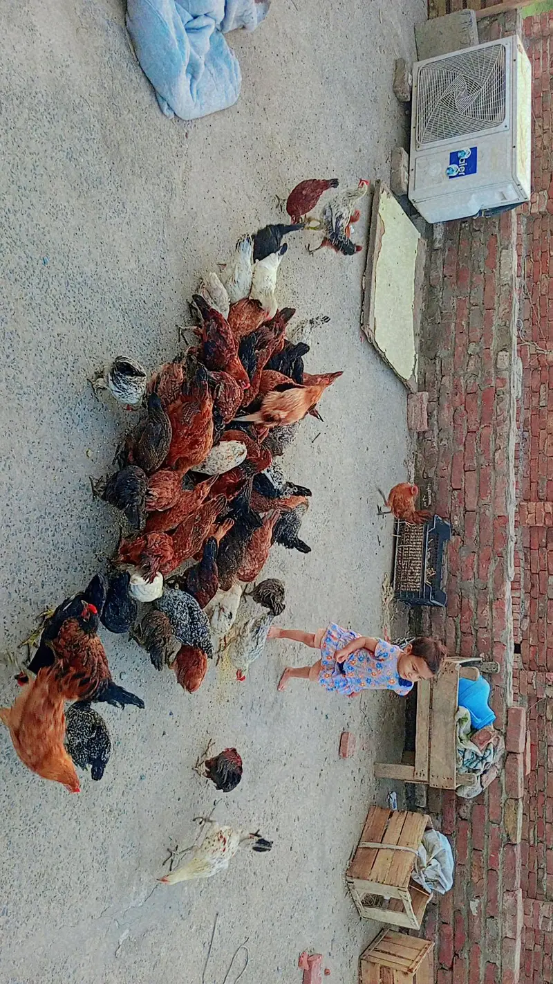 urgent sell desi misri golden — photo 2