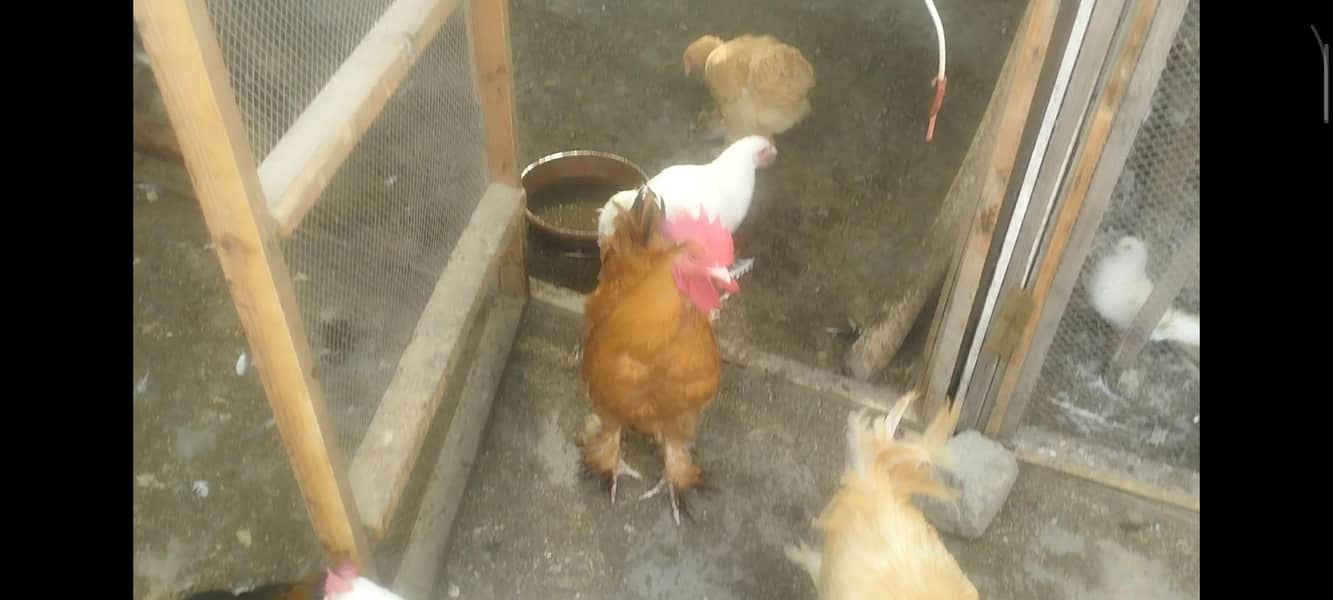 cochins 0