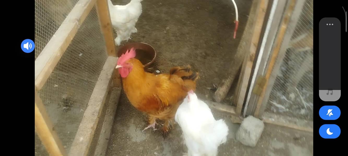 cochins 2