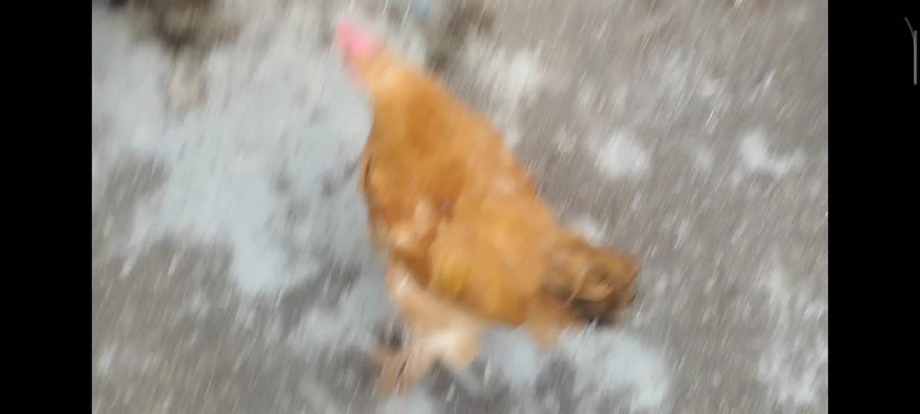 cochins 3