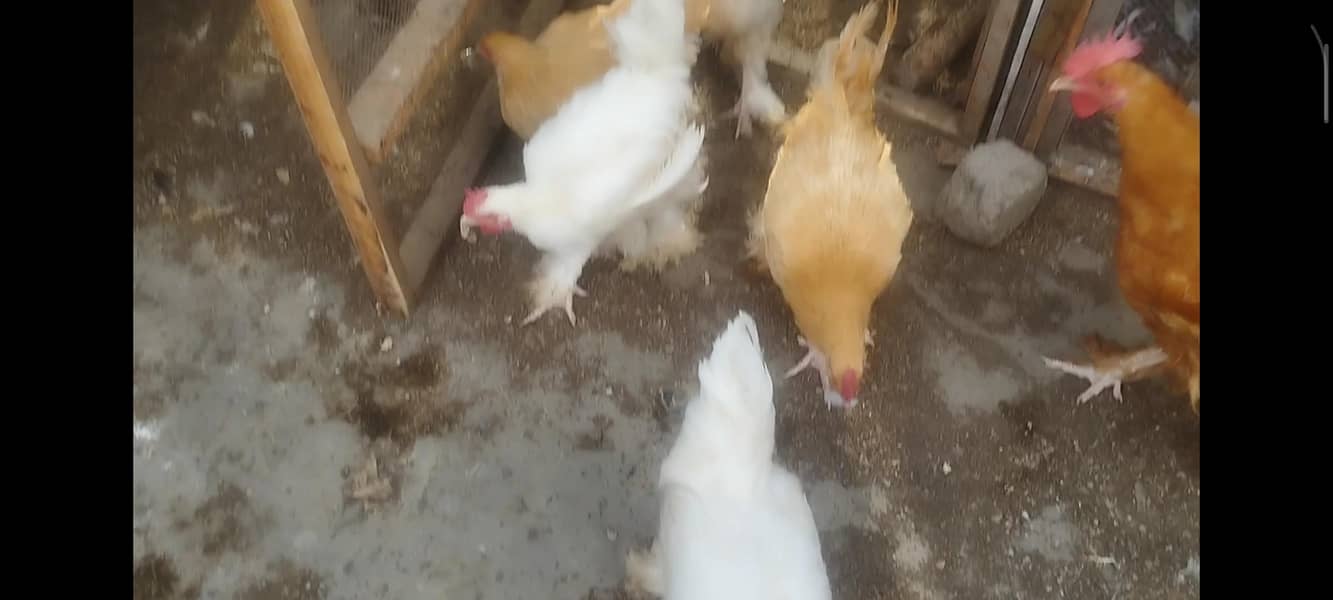 cochins 5