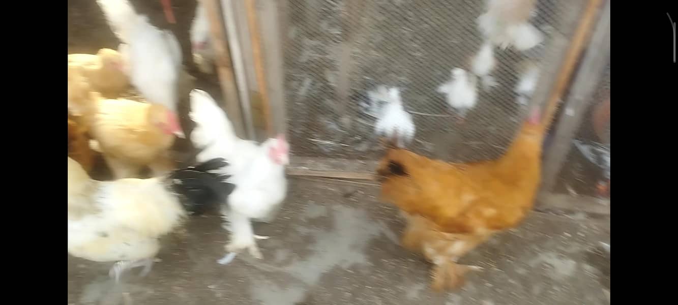 cochins 6