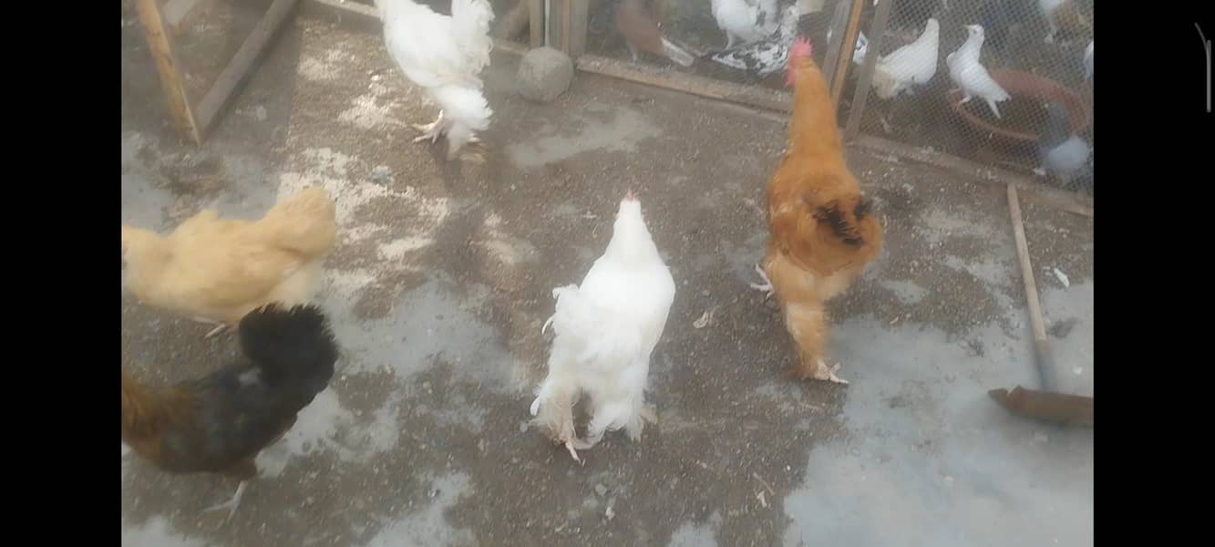 cochins 8
