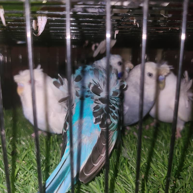perrots 1