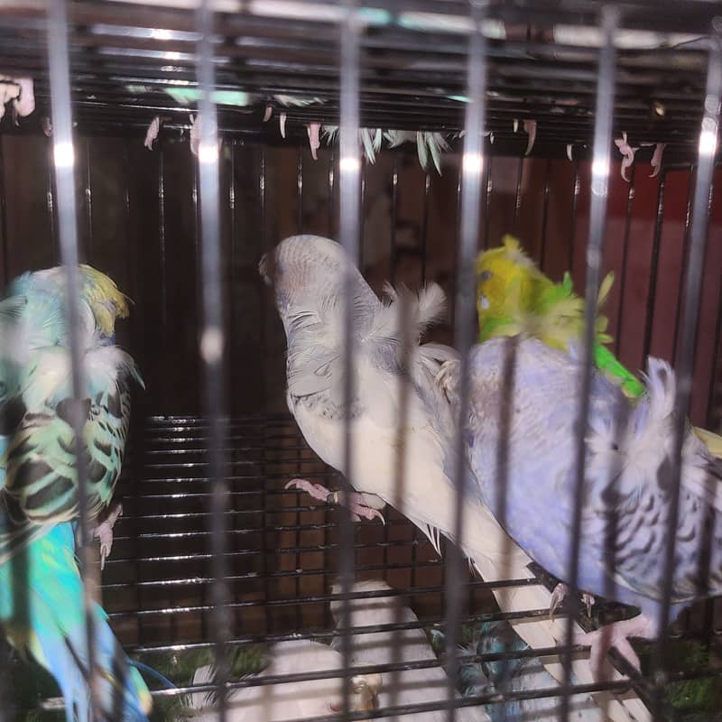 perrots 2