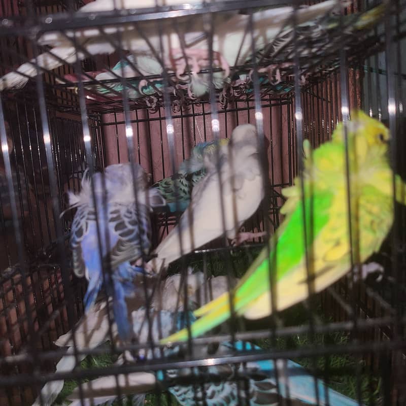 perrots 3