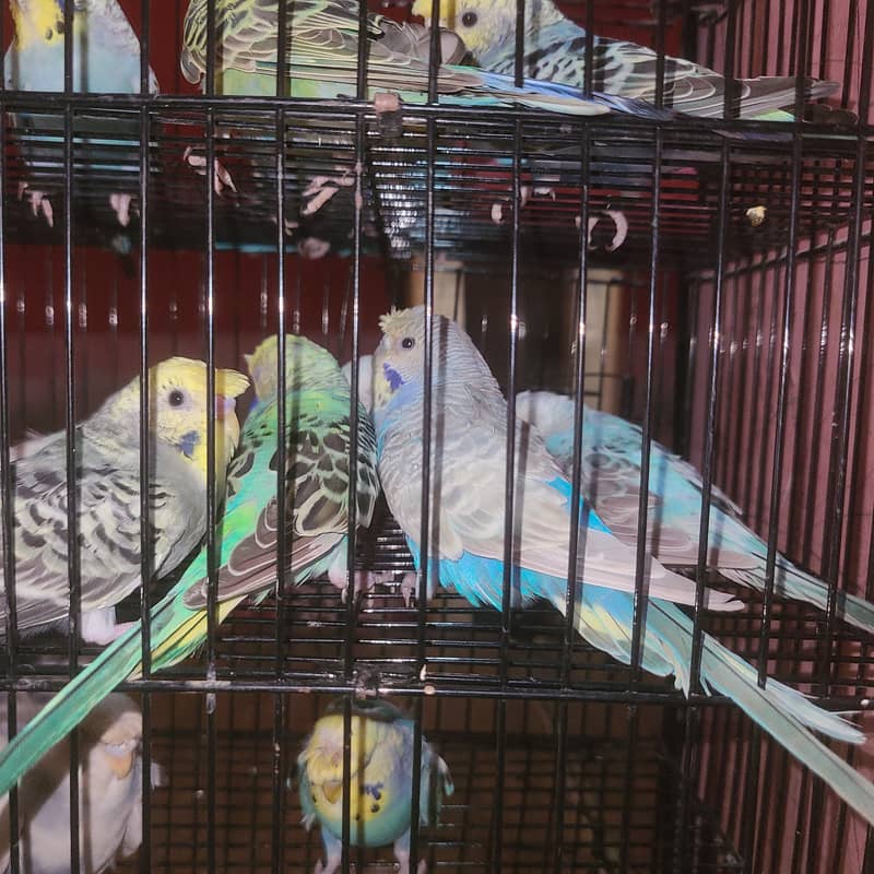 perrots 4