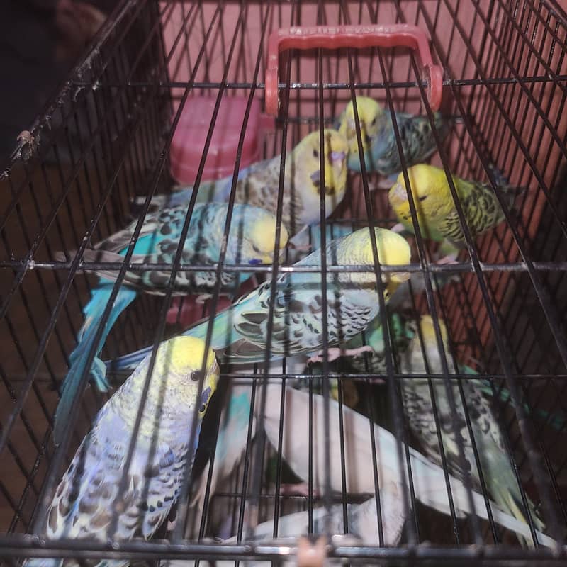 perrots 5