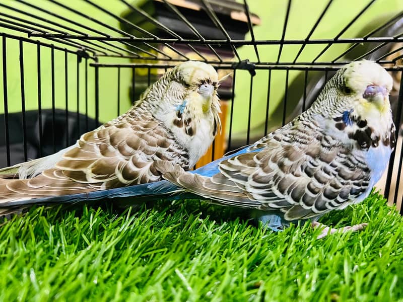 perrots 7