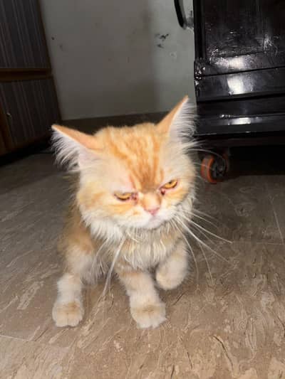 PERSIAN CAT [FOR SELL]