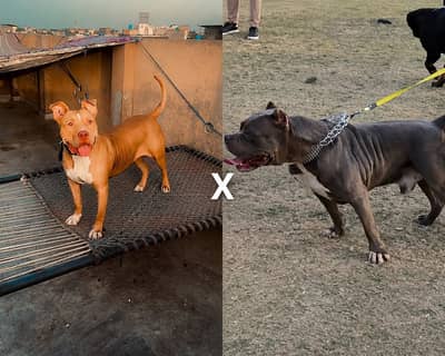Supreme quality X-L American pitbull female pup on booking(abpt)bully)