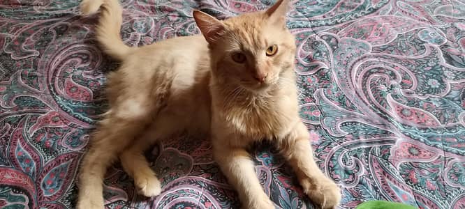 Persian Adult Cats