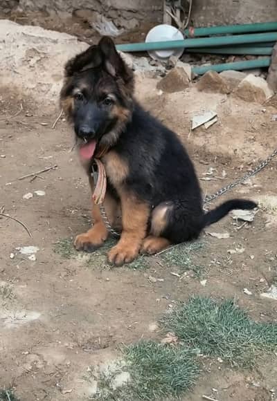 German Shepherd puppy