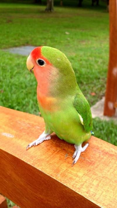 Tame Bird 03234586913