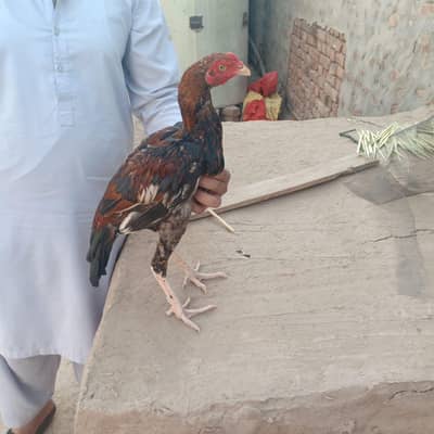 mian wali breed