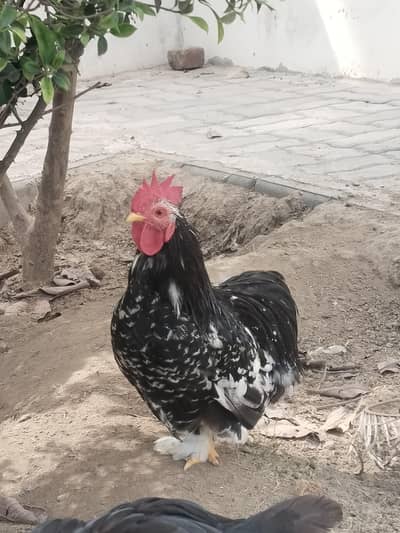 Mottled Chochin Bantam