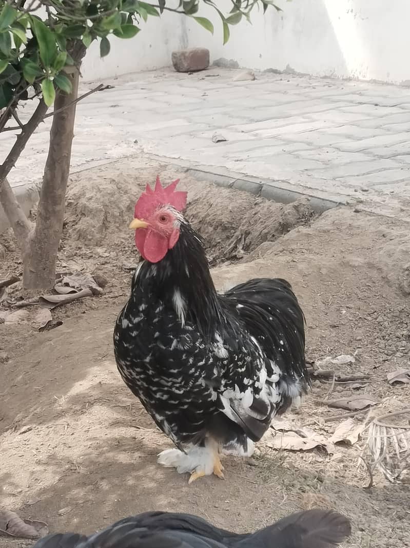 Mottled Chochin Bantam 0