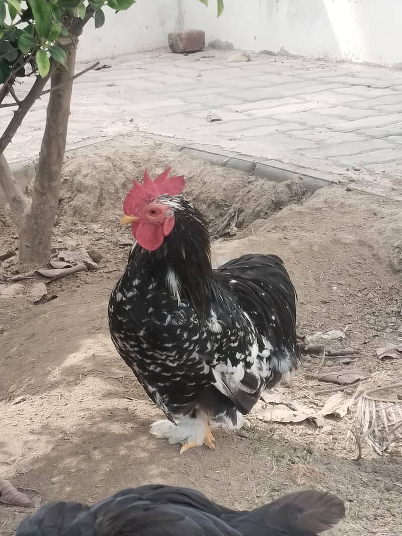 Mottled Chochin Bantam 1