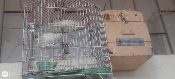 Albaino Parrots active ha bilkul