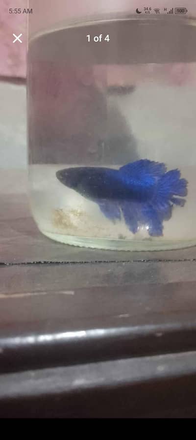 Faisalabad mein hai beta fish 