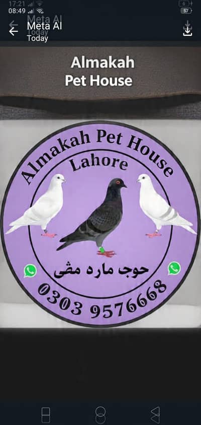 03039576668kabootar. sale karna ka liye rabta karien