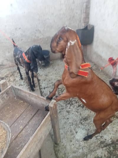 pyor betal ambersri male and female 90 hzar