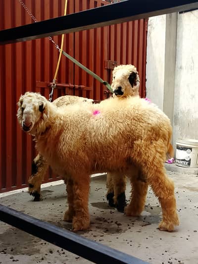Mundra lamb looking for a new shelter