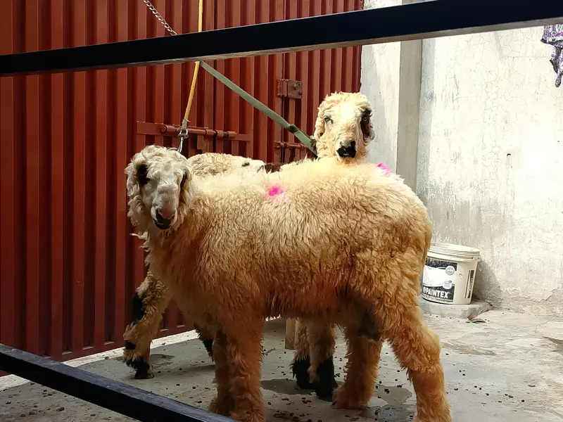 Mundra lamb looking for a new shelter — photo 2
