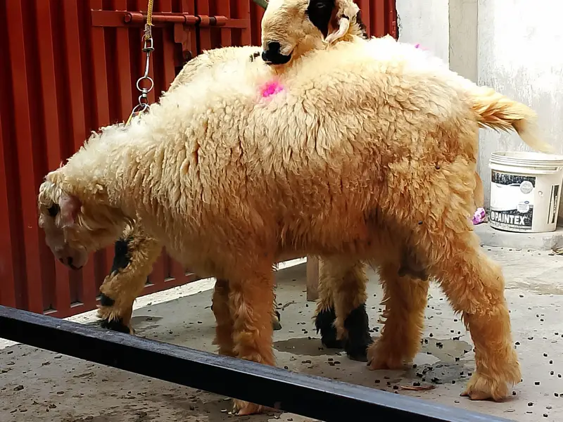 Mundra lamb looking for a new shelter — photo 3