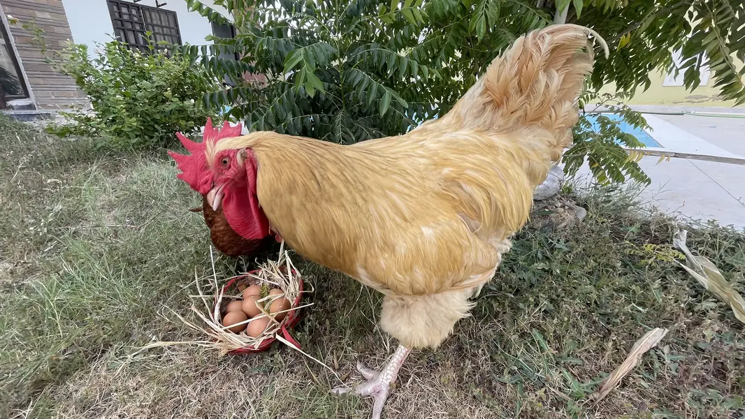 Buff Orpington Male Rooster — photo 2