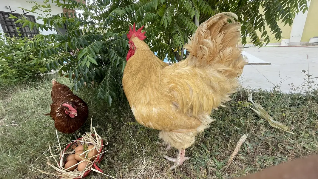 Buff Orpington Male Rooster — photo 3