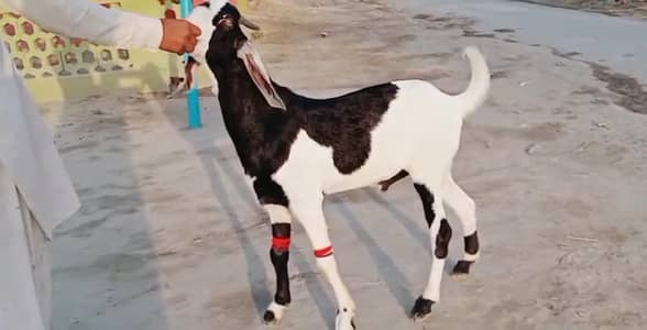 desi Bakra for sale WhatsApp/03364988962
