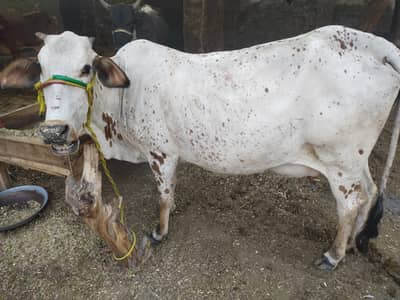 cow for sele